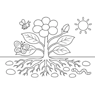 A Plant, Cut Open